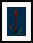 Orobanche Rubra; Red Broom-Rape by Anonymous