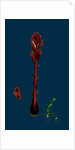 Orobanche Rubra; Red Broom-Rape by Anonymous