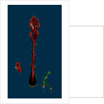 Orobanche Rubra; Red Broom-Rape by Anonymous