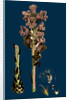 Orobanche Caryophyllacea; Clove-Scented Broomrape by Anonymous