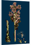 Orobanche Caryophyllacea; Clove-Scented Broomrape by Anonymous