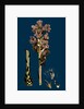 Orobanche Caryophyllacea; Clove-Scented Broomrape by Anonymous