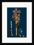 Orobanche Caryophyllacea; Clove-Scented Broomrape by Anonymous