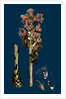 Orobanche Caryophyllacea; Clove-Scented Broomrape by Anonymous
