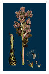 Orobanche Caryophyllacea; Clove-Scented Broomrape by Anonymous