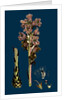 Orobanche Caryophyllacea; Clove-Scented Broomrape by Anonymous