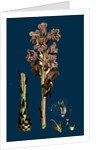 Orobanche Caryophyllacea; Clove-Scented Broomrape by Anonymous