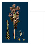 Orobanche Caryophyllacea; Clove-Scented Broomrape by Anonymous