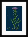 Centaurea Nigra, Var. Decipiens; Black Knapweed, Var. B. by Anonymous