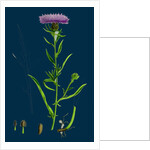 Centaurea Nigra, Var. Decipiens; Black Knapweed, Var. B. by Anonymous