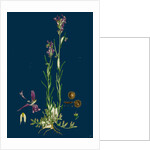 Linaria Pelisseriana; Jersey Toadflax by Anonymous