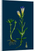 Gentiana Pneumonanthe; Calathian Violet by Anonymous