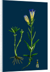 Gentiana Pneumonanthe; Calathian Violet by Anonymous