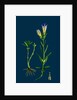 Gentiana Pneumonanthe; Calathian Violet by Anonymous