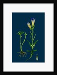 Gentiana Pneumonanthe; Calathian Violet by Anonymous