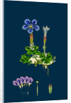 Gentiana Verna; Spring Gentian by Anonymous