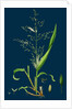 Milium Effusum; Wood Millet-Grass by Anonymous