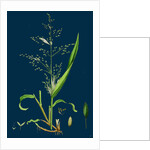 Milium Effusum; Wood Millet-Grass by Anonymous