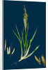 Spartina Stricta; Twin-Spiked Cord-Grass by Anonymous