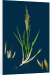Spartina Stricta; Twin-Spiked Cord-Grass by Anonymous