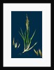 Spartina Stricta; Twin-Spiked Cord-Grass by Anonymous