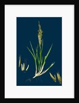Spartina Stricta; Twin-Spiked Cord-Grass by Anonymous