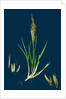 Spartina Stricta; Twin-Spiked Cord-Grass by Anonymous