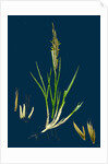 Spartina Stricta; Twin-Spiked Cord-Grass by Anonymous