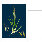 Spartina Stricta; Twin-Spiked Cord-Grass by Anonymous