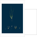 Chamagrostis Minima; Early Sand-Grass by Anonymous