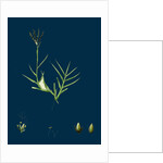 Cynodon Dactylon; Creeping Dog's-Tooth-Grass by Anonymous