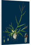 Digitaria Humifusa; Glabrous Finger-Grass by Anonymous