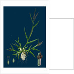 Digitaria Humifusa; Glabrous Finger-Grass by Anonymous