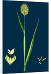 Phalaris Canariensis; Canary-Grass by Anonymous