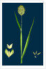 Phalaris Canariensis; Canary-Grass by Anonymous