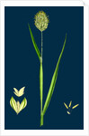 Phalaris Canariensis; Canary-Grass by Anonymous