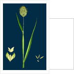 Phalaris Canariensis; Canary-Grass by Anonymous