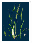 Alopecurus Agrestis; Slender Fox-Tail-Grass by Anonymous