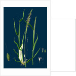 Alopecurus Agrestis; Slender Fox-Tail-Grass by Anonymous