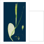 Alopecurus Fulvus; Orange Anthered Fox-Tail-Grass by Anonymous