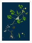 Oxalis Corniculata; Procumbent Yellow Sorrel by Anonymous