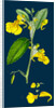 Impatiens Noli-Me-Tangere; Yellow Balsam by Anonymous