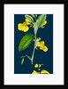 Impatiens Noli-Me-Tangere; Yellow Balsam by Anonymous