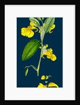Impatiens Noli-Me-Tangere; Yellow Balsam by Anonymous