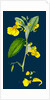 Impatiens Noli-Me-Tangere; Yellow Balsam by Anonymous