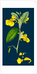 Impatiens Noli-Me-Tangere; Yellow Balsam by Anonymous
