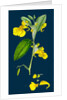 Impatiens Noli-Me-Tangere; Yellow Balsam by Anonymous