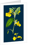 Impatiens Noli-Me-Tangere; Yellow Balsam by Anonymous