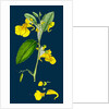 Impatiens Noli-Me-Tangere; Yellow Balsam by Anonymous