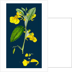 Impatiens Noli-Me-Tangere; Yellow Balsam by Anonymous